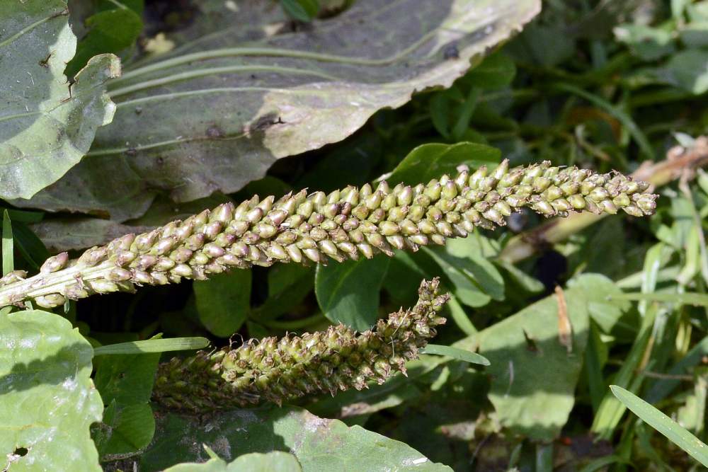 Plantago major / Piantaggine maggiore